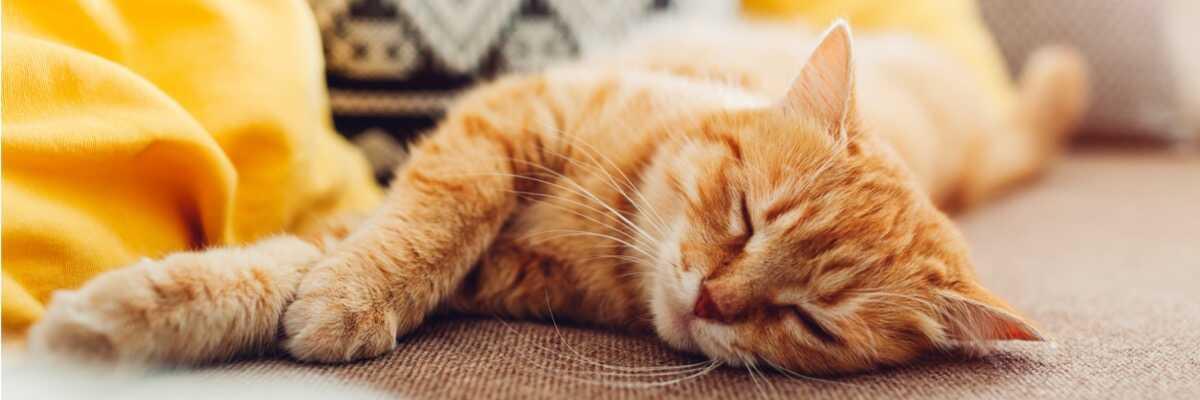 le temps de sommeil d’un chat