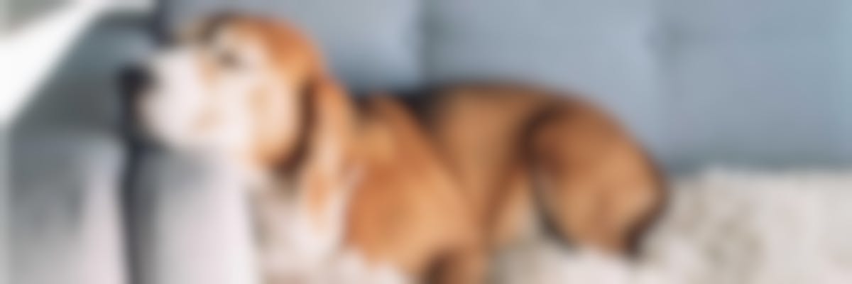 Wat zijn prostaatziekten bij honden ?