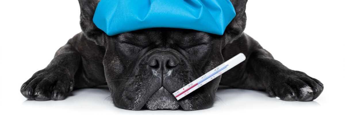 Wat is de temperatuur van een hond ?