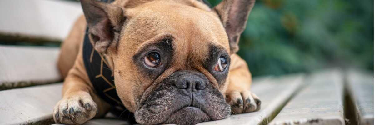 Wat zijn de speciale kenmerken van brachycefale honden ?