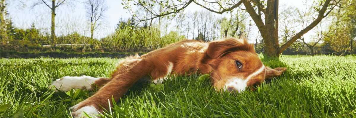 Wat is maagtorsie bij honden ?