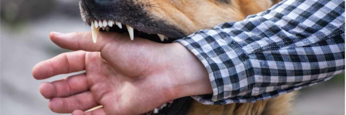 Gebeten door een hond - Wat te doen bij een hondenbeet | PharmaPets