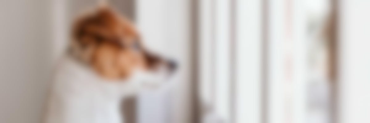 Wat is het gezichtsvermogen van een hond ?