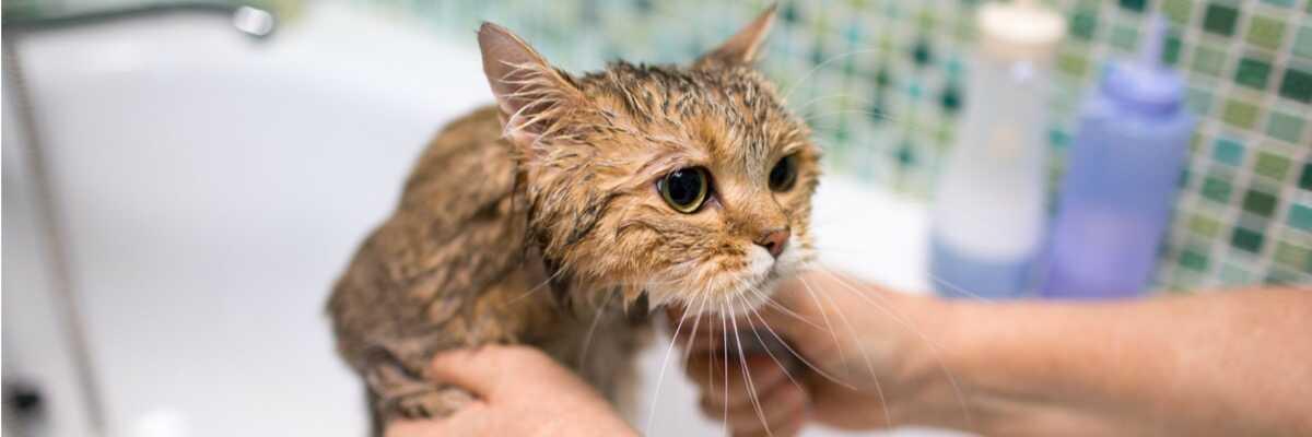 Waarom houden katten niet van water ?