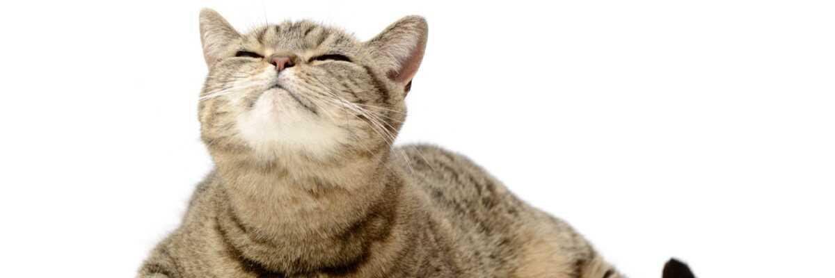 Waarvoor dienen de snorharen van katten ?