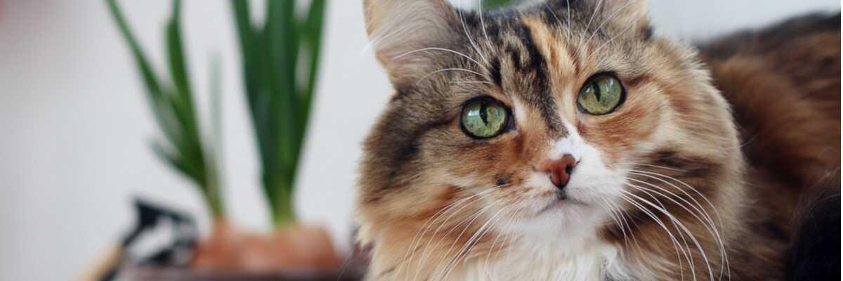 Hoe lang leeft een kat ?
