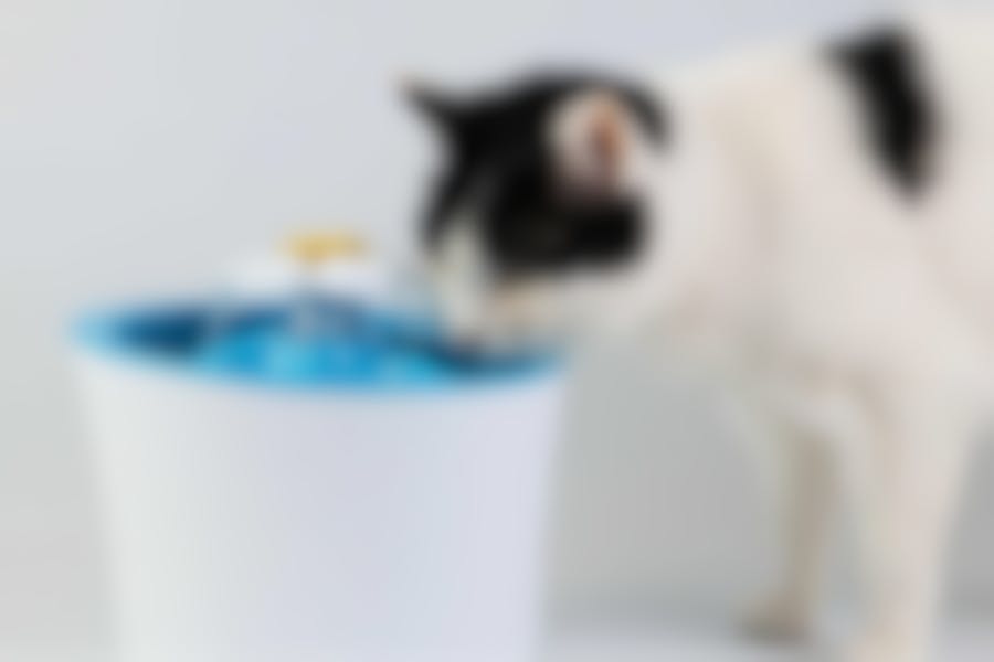 Quelle fontaine à eau pour chat choisir ? 