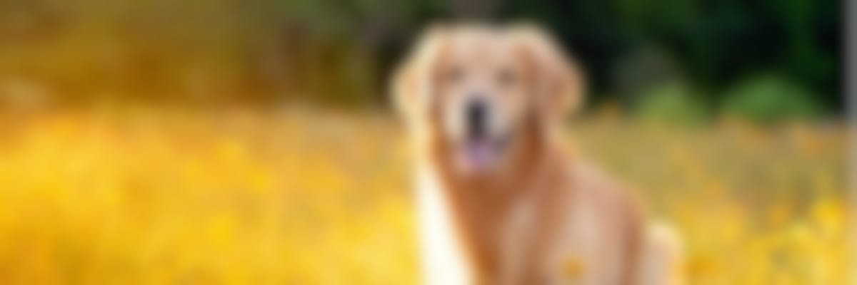 Osteopathie voor honden: is het effectief?