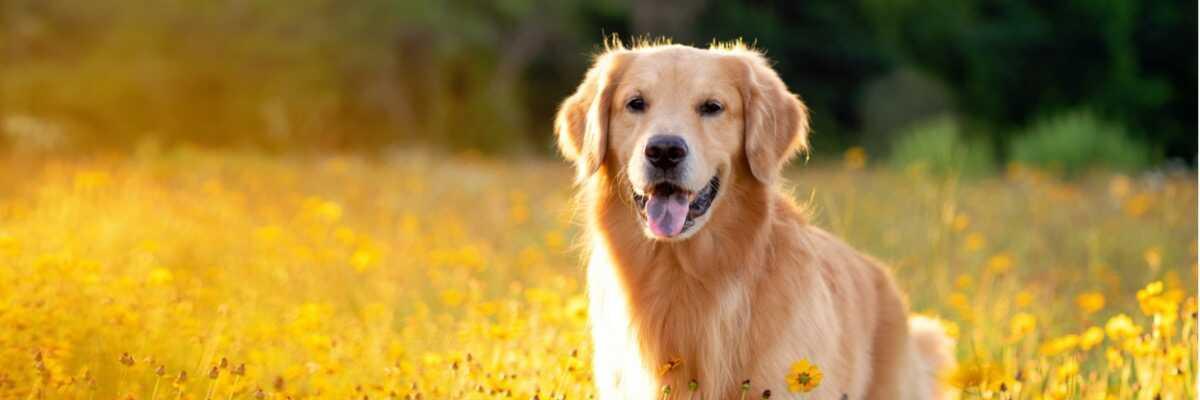 efficacité ostéopathie pour chien