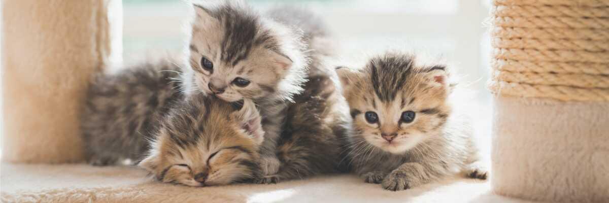 Hoe geslacht van kitten herkennen 