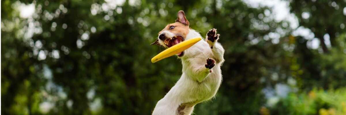 Hoe train je een hyperactieve hond?