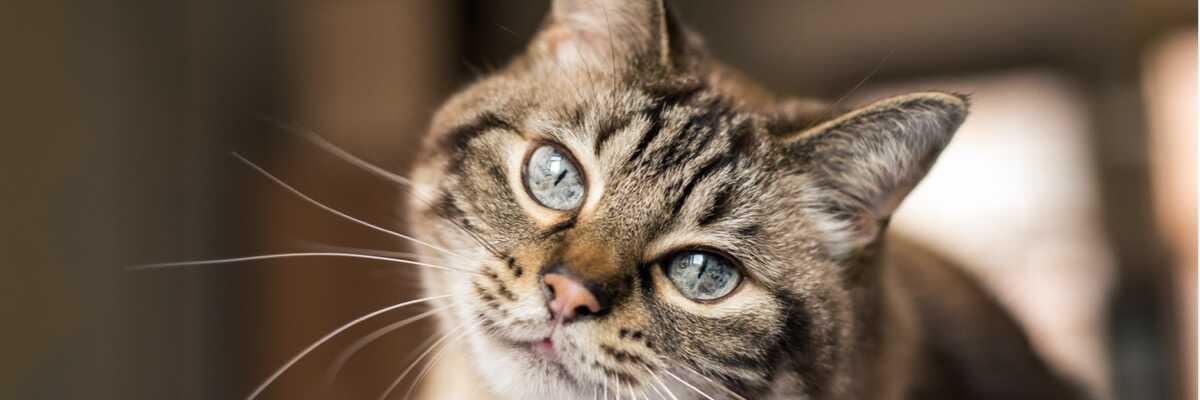 Maladie des yeux du chat - Comment traiter les affections des yeux