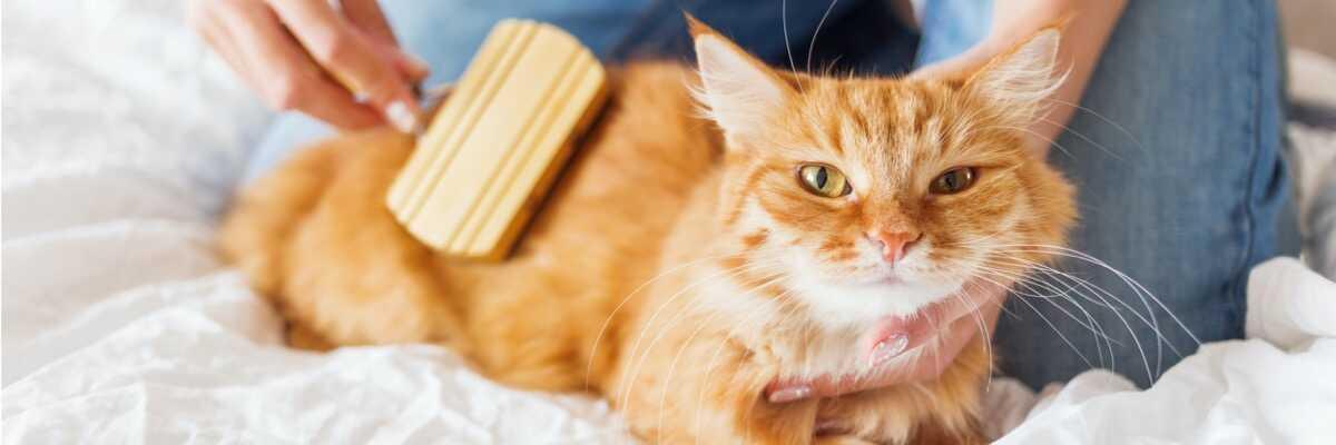 Conseils D Hygiene Pour Chat Conseils Pour Toiletter Son Chat Vetostore