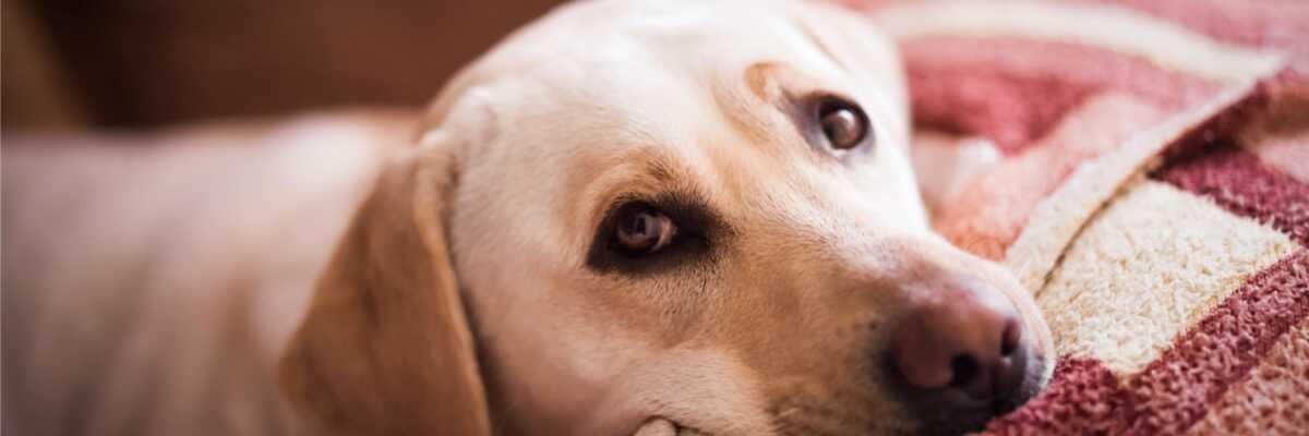 hoe hond beschermen tegen darmwormen?