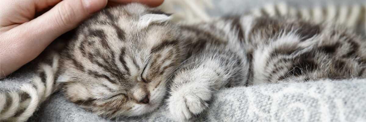 Komst van een kitten