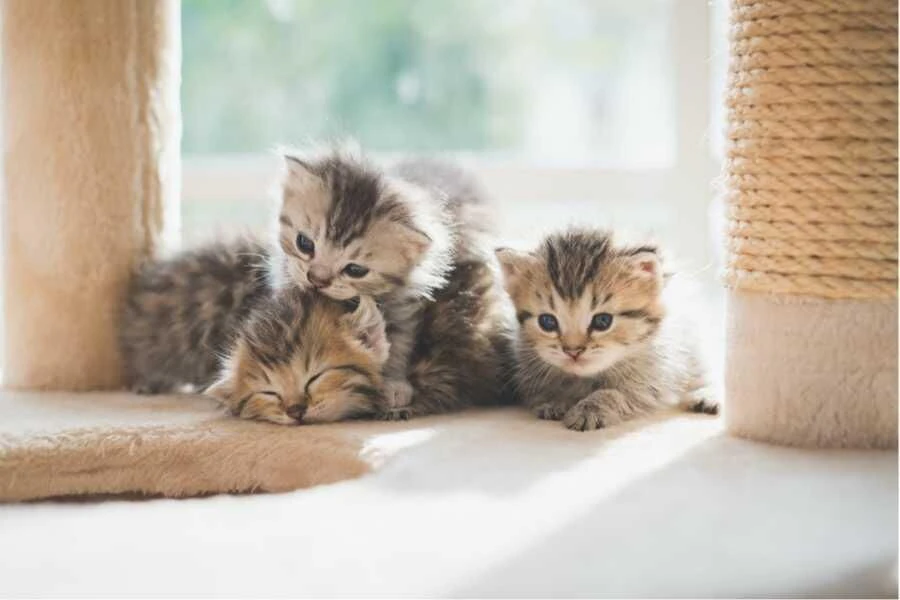 Hoe geslacht van kitten herkennen 