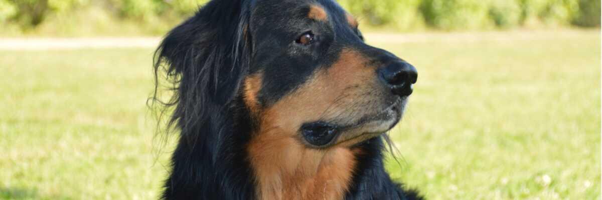 Hoe herken ik chronisch nierfalen bij mijn hond?