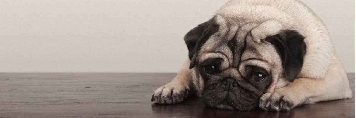 Comment reconnaître une insuffisance rénale aiguë chez mon chien?