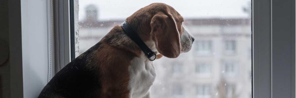Mijn hond is angstig als ik weg ben, wat moet ik doen ?