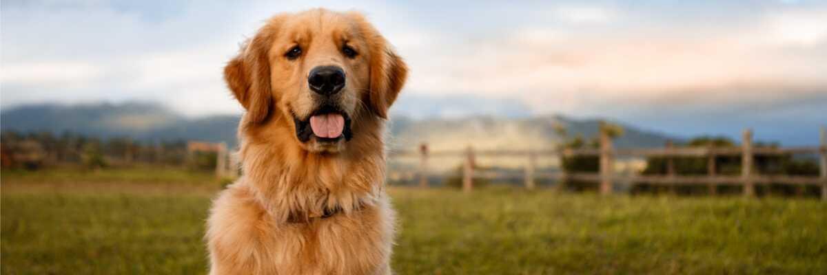 Hoe help ik mijn hond met heupdysplasie ?