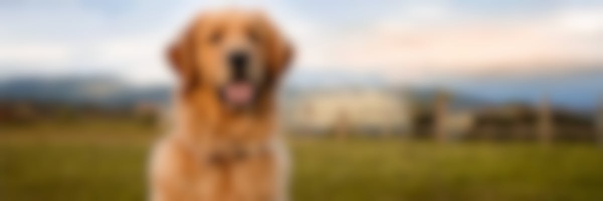 Hoe help ik mijn hond met heupdysplasie ?