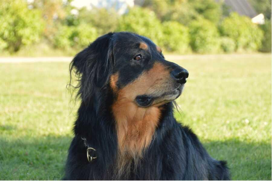 reconnaître l'insuffisance rénale chronique chez le chien