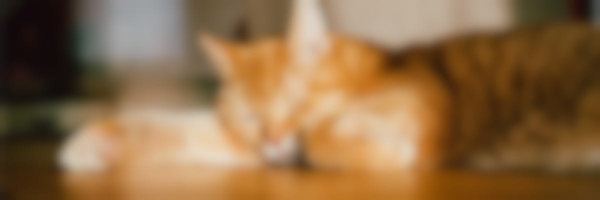 Hoe kan ik mijn kat met artrose helpen ?