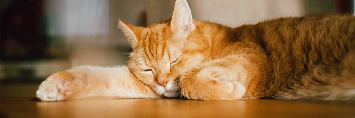 Comment soulager mon chat qui a de l'arthrose?