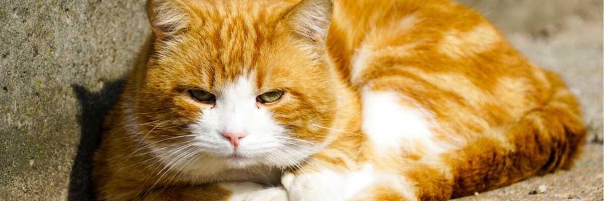 Hoe kan ik de diabetes van mijn kat onder controle houden ?