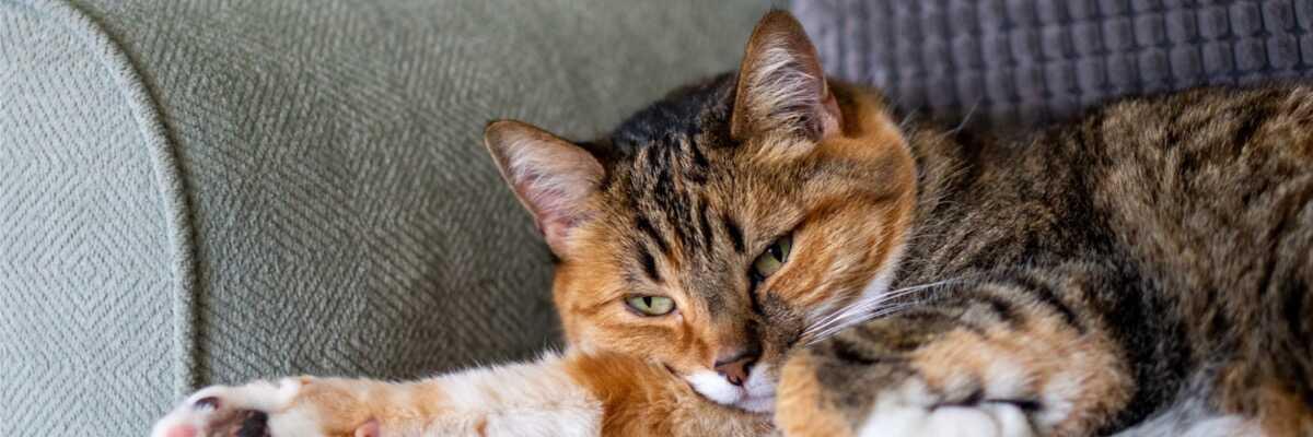 Mijn kat heeft chronisch nierfalen, wat kan ik doen ?