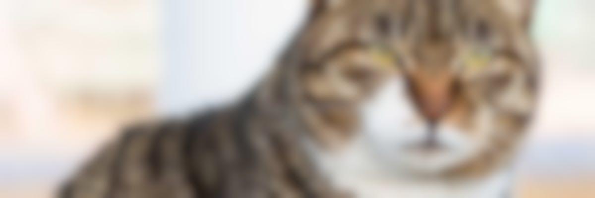 Wat kan ik doen voor mijn ouder wordende kat ?