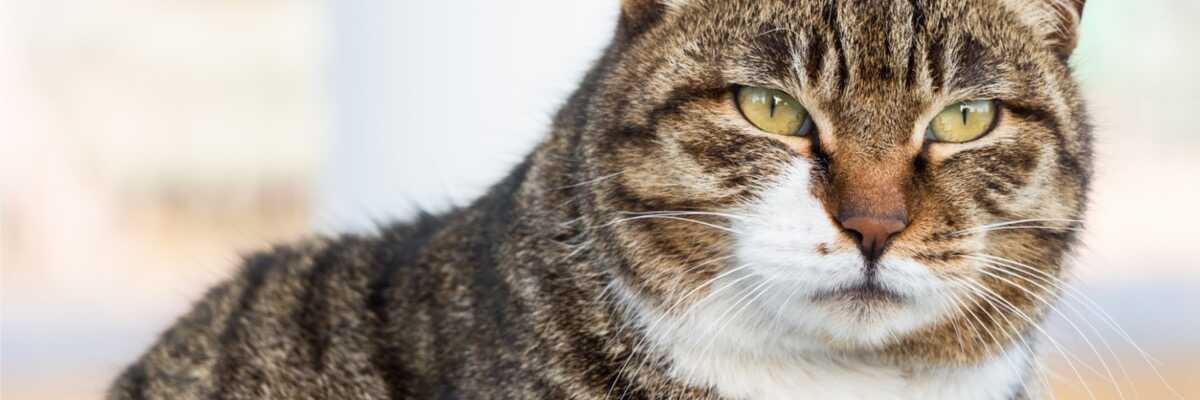 Wat kan ik doen voor mijn ouder wordende kat ?