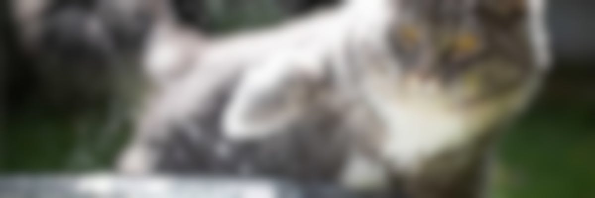 Chat Et Fortes Chaleurs Chat Et Canicule Comment Le Proteger Vetostore Chat Et Fortes Chaleurs Chat Et Canicule Comment Le Proteger Vetostore