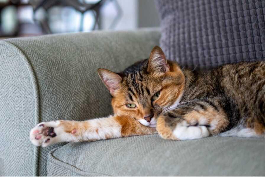 Mijn kat heeft chronisch nierfalen, wat kan ik doen ?