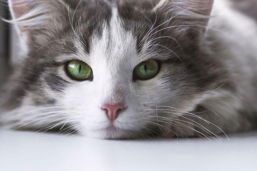 Comment aider un chat qui ne mange plus à se nourrir