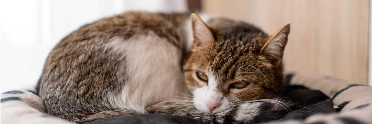 Wat is fibrosarcoom bij katten? 