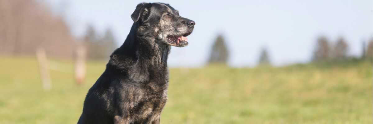 Apoquel, een behandeling voor atopische dermatitis bij honden.