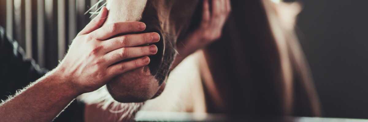 Que faire pour éviter à votre cheval d’avoir des ulcères gastriques