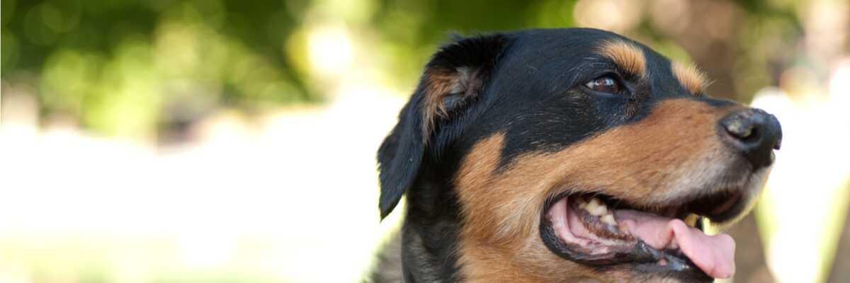 prendre soin des dent de mon chien et éviter le tartre