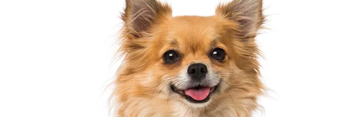 Hoe kies ik probiotica voor mijn hond ?