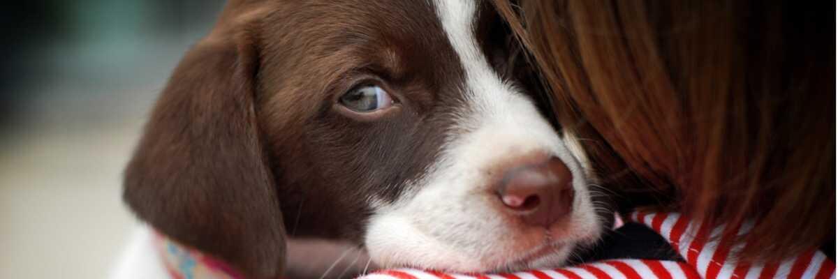 Hoe wordt cataract bij een hond behandeld ?