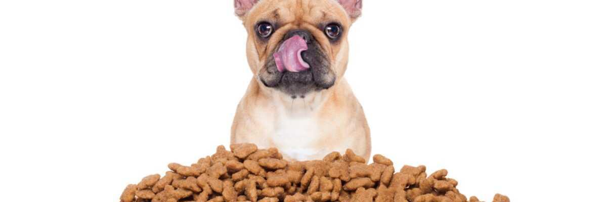 Welke graanvrije voeding moet je kiezen voor jouw hond ?