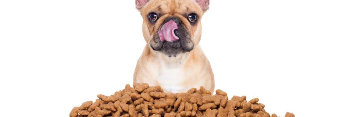 Quelles croquettes pour chien sans céréales choisir ? 