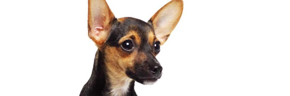 Qu'est-ce que l'othématome chez le chien ?