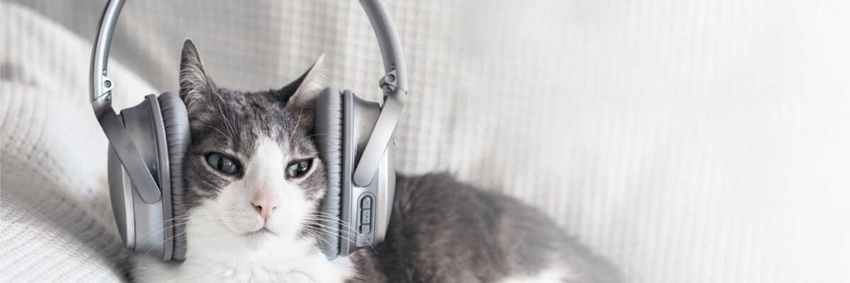Is een ultrasoon kattenafweermiddel gevaarlijk voor katten ?