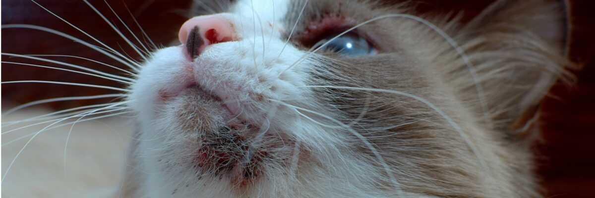 Hoe wordt acne bij katten behandeld ?