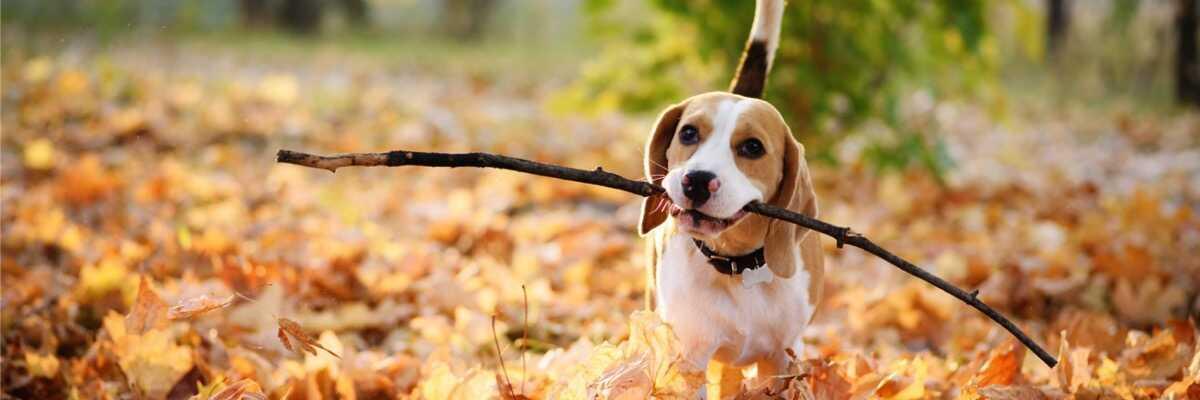 Wat is het karakter van een Beagle ?