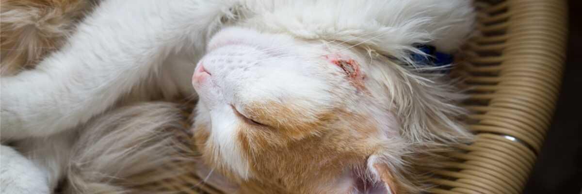 Hoe behandel je een abces bij een kat ?