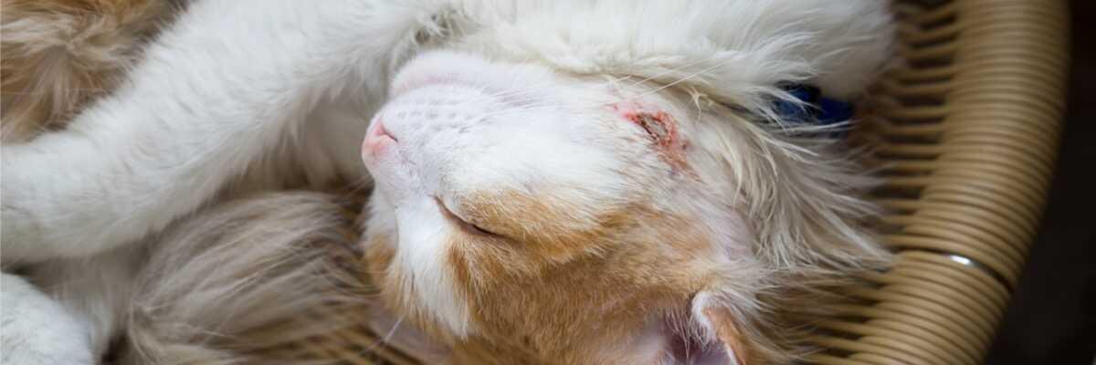 Abcès chat - Comment soigner un abcès chez le chat | Vetostore