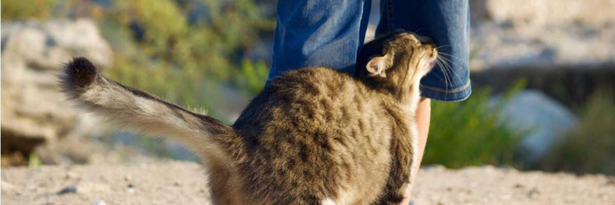 Welk kattenferomoon moet ik kiezen ?